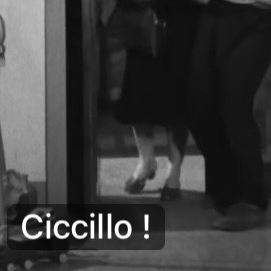 ciccillo